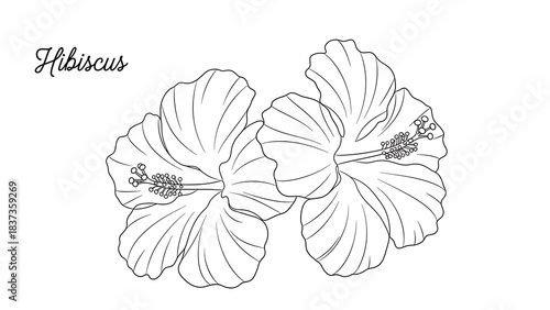 Black and white line art drawing featuring two detailed hibiscus flowers perfect for coloring pages