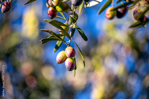 Olive fruit on an olive branch on a colorful sunny day