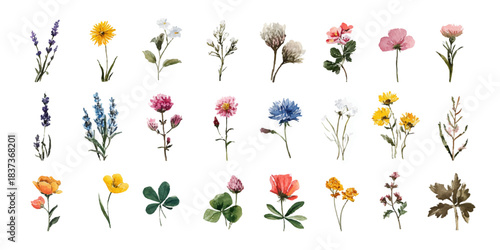 Collection of delicate watercolor botanical illustrations of various wildflowers and herbs