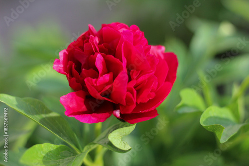Red peony flower in bloom close up