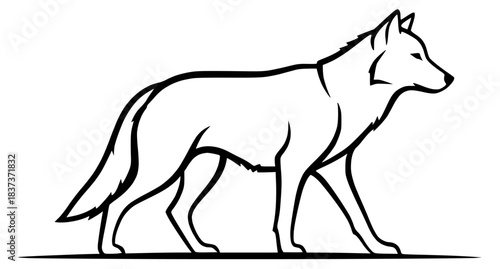 Illustration of a wolf walking, a majestic wild canine with a long bushy tail and pointed ears, rendered in a clean black and white line drawing style