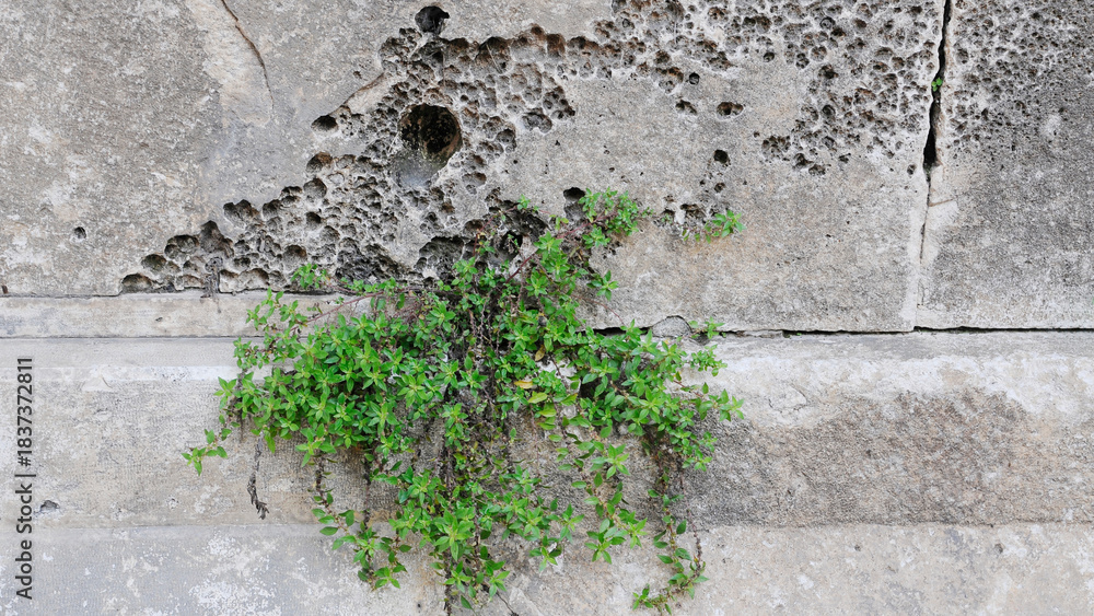 Naklejka premium Plant, tiny-leafed, hangs from crevice of ancient, textured stone wall
