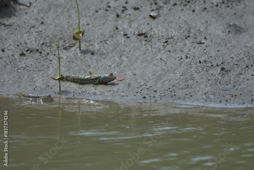 фотографія Two mudskippers interacting on a tidal mudflat in the Sundarbans, West Bengal, India