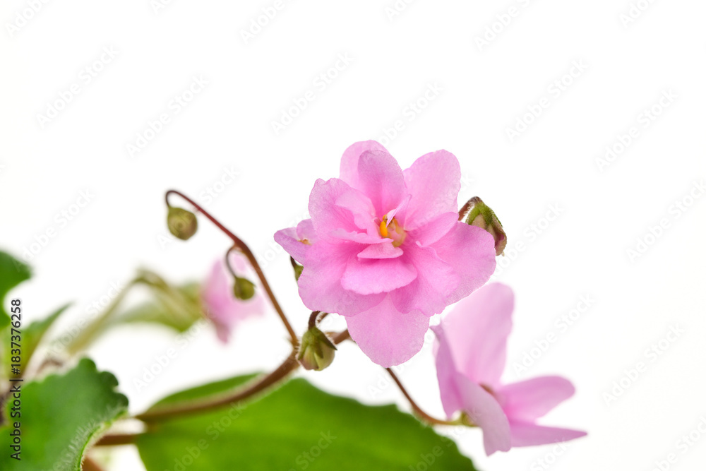 Naklejka premium A single pink violet flower with a green stem