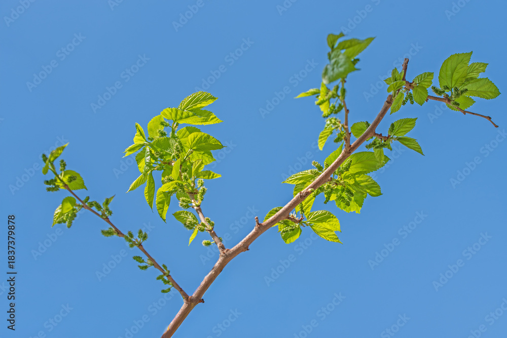 Ταπετσαρία The mulberry tree is blooming against the blue sky