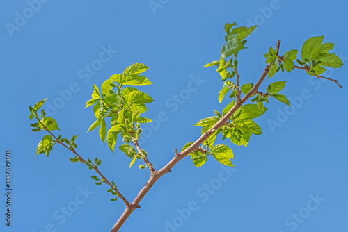 Fényképezés The mulberry tree is blooming against the blue sky