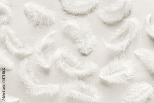 White Feathers on Neutral Background. Cloud Dancer color trend.