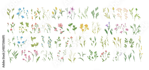 Floral set with colorful wild flowers and elegant branch. Botanical foliage for wedding invitation or wall art. Vector illustration