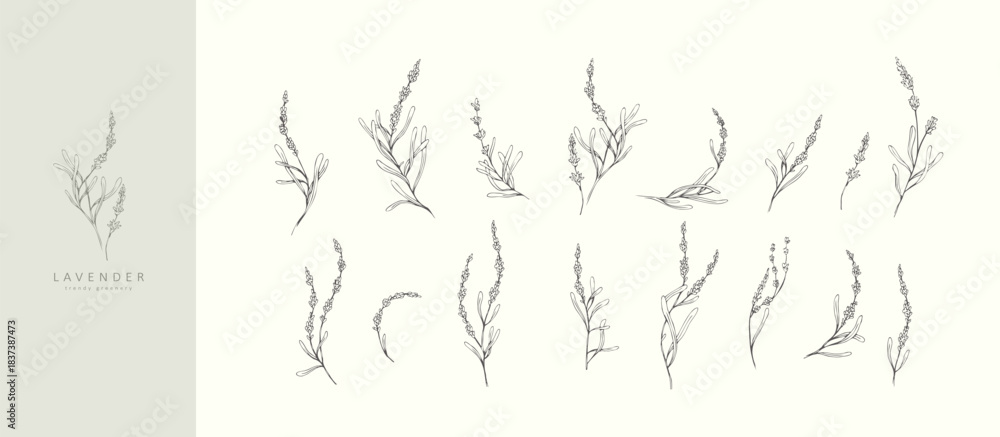 Fototapeta premium Set of lavender flowers and brances. Hand drawn botanical elements. Eelegant wildflowers for invitation