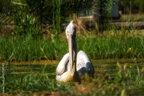 A Great White Pelican. Pelecanus onocrotalus swimming in the waters of lake