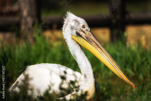 A Great White Pelican. Pelecanus onocrotalus swimming in the waters of lake