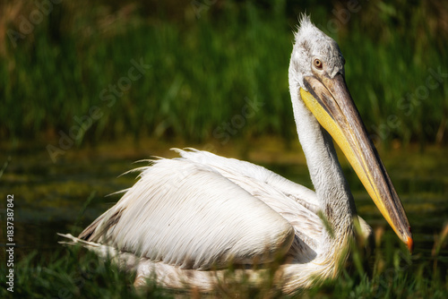 A Great White Pelican. Pelecanus onocrotalus swimming in the waters of lake