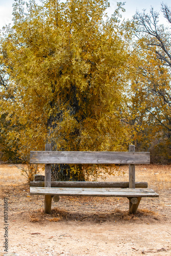 wooden bench next to a tree with golden leaves in a park
