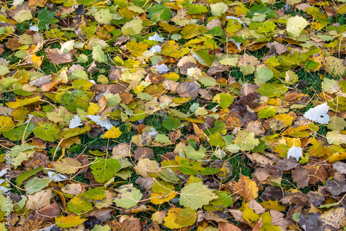 Background of grass with fallen leaves in autumn in yellow, green and brown colors