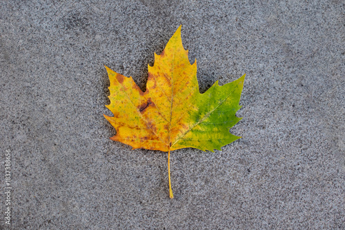 A maple leaf in shades of yellow and green, isolated, on a granite stone background
