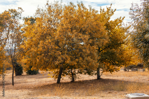 Two small trees with golden leaves in autumn in a forest