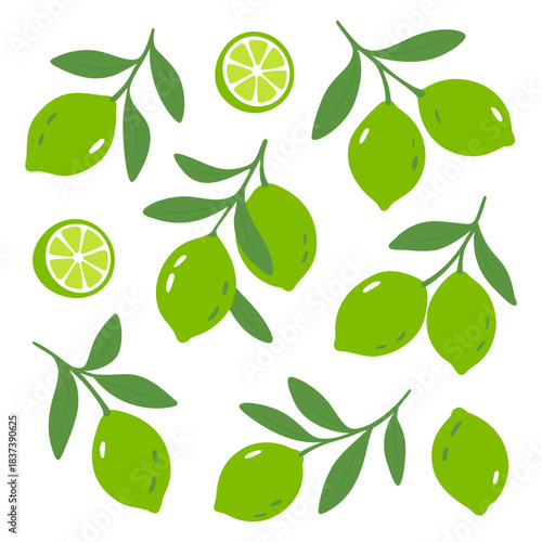 Green limes with branches. Flat design of citrus fruits and slices in vibrant green tones on white background