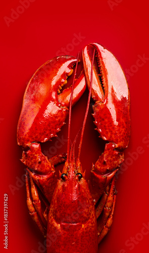 Фотография Lobster seafood, gourmet food, steamed lobster with big claws on red background, top view, flat lay, from above