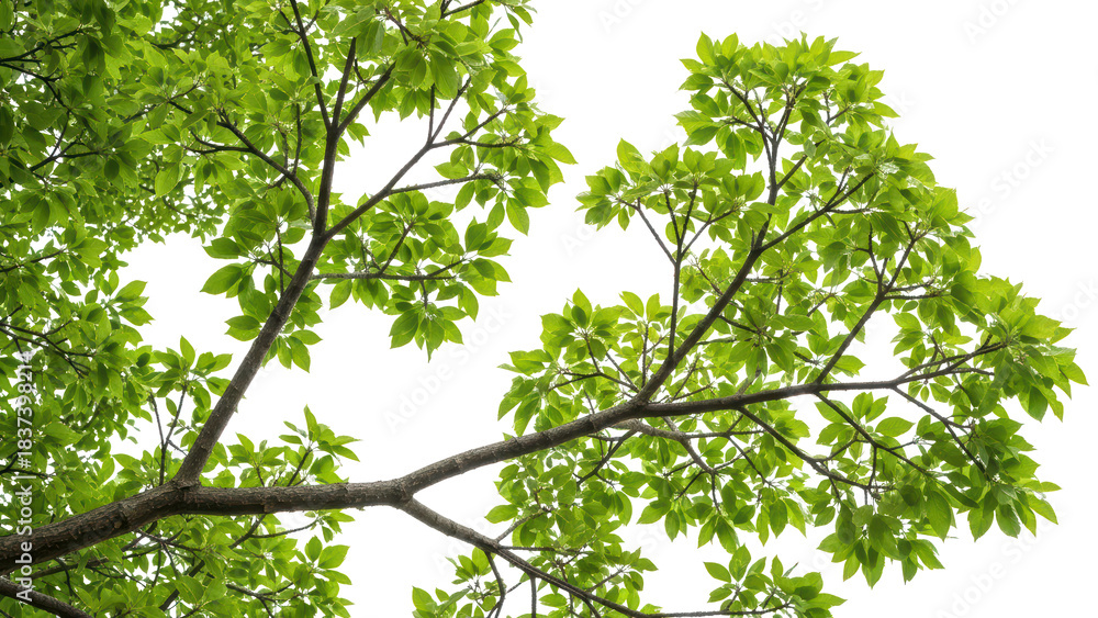 Fototapeta premium Green Leaves and Branches Against White Sky, Nature Background