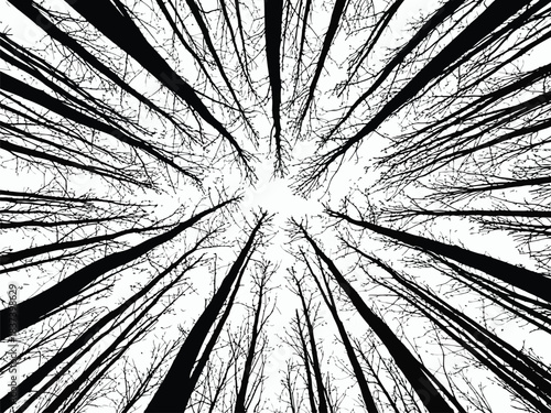 Winter trees silhouettes collection looking up through tall, bare tree trunks towards the bright sky, abstract perspective, high contrast black and white silhouette