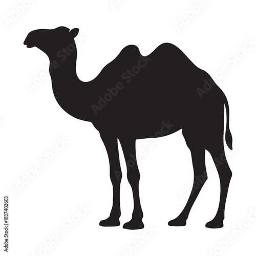 Cute cartoon camel vector illustration isolated on white background in desert