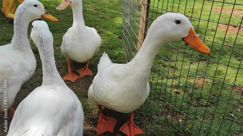 Close-up video of white ducks standing on green grass near a fence, bright daylight, natural farm environment, calm and friendly behavior, rural animal life and outdoor countryside scene.
