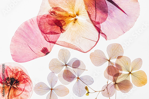 Colorful pressed flowers lay elegantly, revealing fine details and vibrant hues in soft light