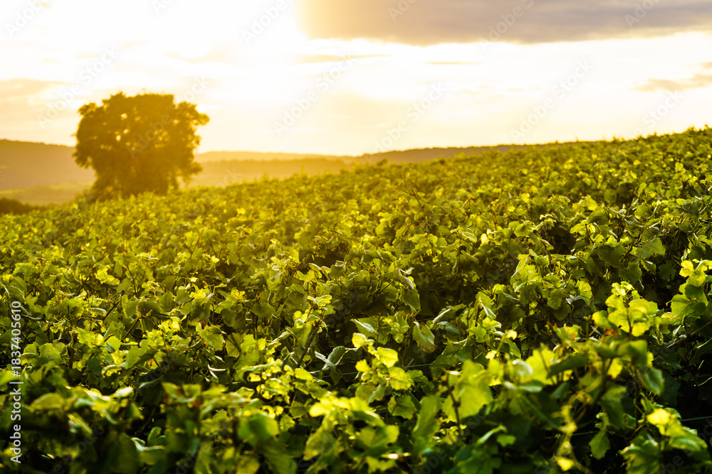 Fototapeta premium Vineyard at sunset. France