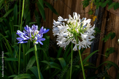 White and Blue Agapanthus flowers