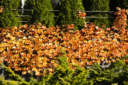 Dense orange and yellow ivy leaves cover a wall, surrounded by lush green conifer shrubs in sunlight. Suitable for illustrating seasonal change, gardening, or landscape design concepts.