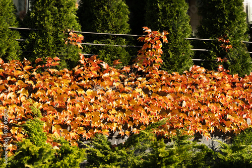 Dense orange and yellow ivy leaves cover a fence, contrasted by tall green evergreen shrubs in sunlight. Suitable for illustrating seasonal garden design, landscaping, or autumn plant textures.