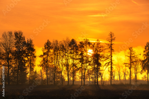 Golden sunrise over a foggy field with silhouettes of trees in the distance, natural wallpaper or background with a tree motif