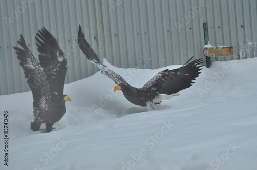 Animals are a traditionally (since Aristotle's time) distinguished category of organisms that is now considered a biological kingdom. Animals are the primary subject of zoology.