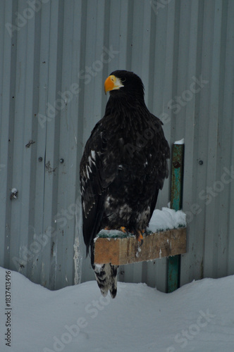 Animals are a traditionally (since Aristotle's time) distinguished category of organisms that is now considered a biological kingdom. Animals are the primary subject of zoology.