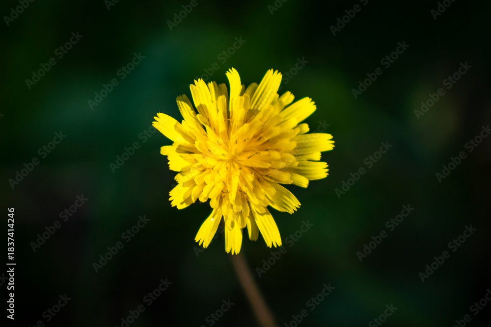 Obraz premium Yellow Dandelion Flower Isolated on Dark Background