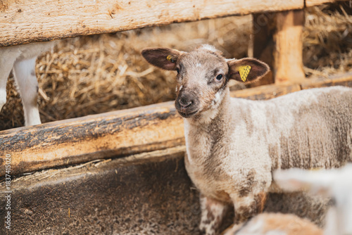 Canvastavla Cute lamb in a farm with other sheep and lambs in quebec canada