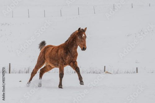 Bay foal running in a pasture in winter in quebec canada