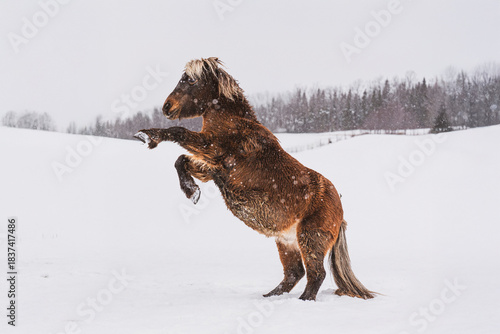 Cute poney rearing outside in a pasture in the winter in quebec canada