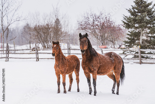 A mare and foal standing outside in snow in quebec canada during winter