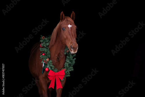 Chestnut horse wearing christmas ornament for the holidays, christmas present,