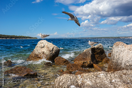 Flying Seagull with Rocks and Adriatic Sea in Sveti Jerolim. Summer Outside Bird with Stone and Water in Brijuni Islands in Croatia.