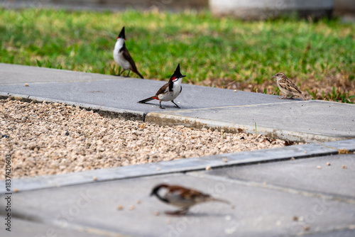 Red-whiskered Bulbul - Pycnonotus jocosus, beautiful colored perching bird, Mauritius island.
