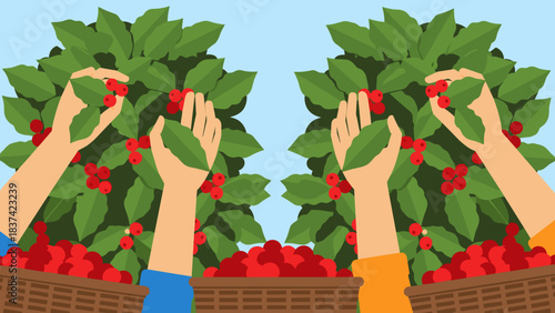 Two pairs of hands harvest ripe red berries into baskets in a sunny garden.