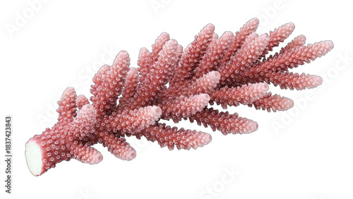 Pink Coral Branch Isolated on White Background