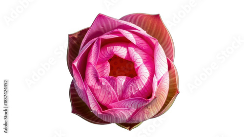 Pink Lotus Flower Blooming Isolated on White