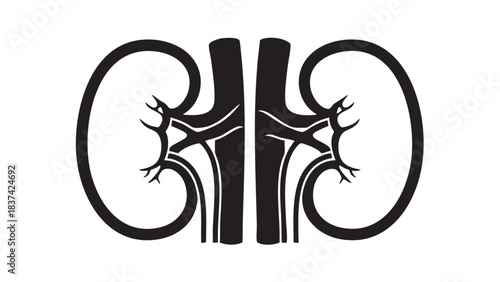 Kidney illustration: A simplified medical illustration, highlighting the vital organ with a focus on its intricate structure and anatomical details, essential for medical references.