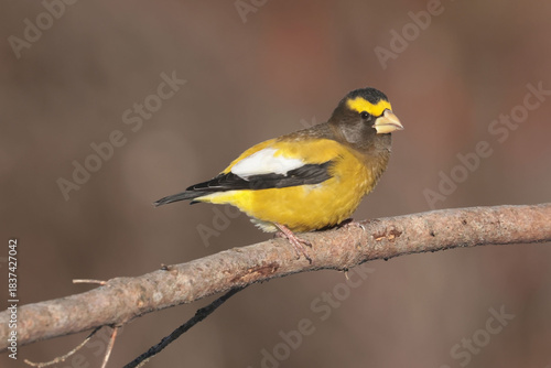 Evening Grosbeaks visiting feeder in winter