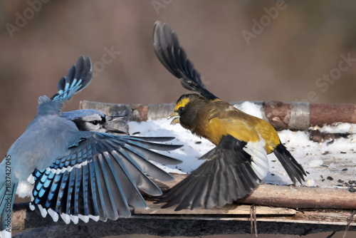 Evening Grosbeaks visiting feeder in winter