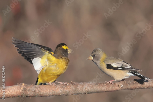 Evening Grosbeaks visiting feeder in winter