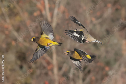 Evening Grosbeaks visiting feeder in winter